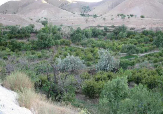 روستای بویک