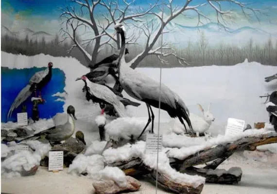 موزه تاریخ طبیعی نیشابور