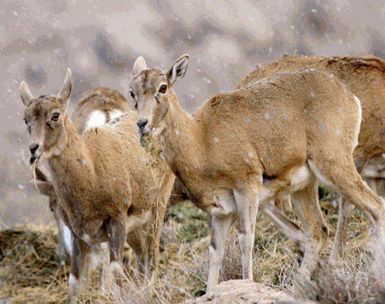 منطقه حفاظت شده حیدری