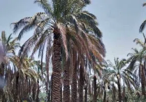 روستای بروات