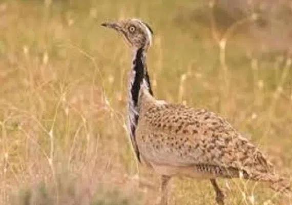 پناهگاه حیات وحش میاندشت