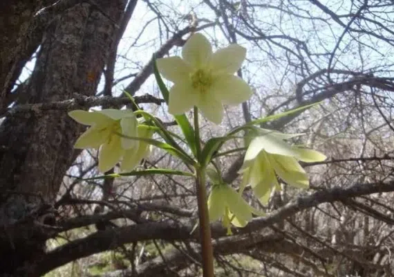 باغ دره