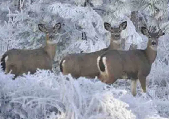پارک ملی سالوک