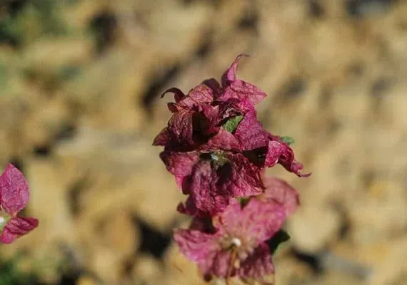 منطقه حفاظت&zwnj;شده قرخود