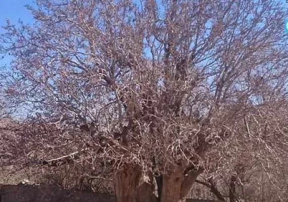 درخت کهنسال پسته رفسنجان