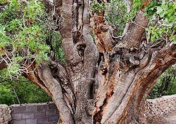 درخت کهنسال پسته رفسنجان