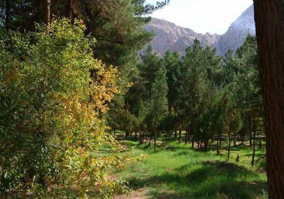 جنگل پردیسان قائم