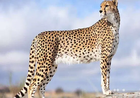 پناهگاه حیات وحش میاندشت