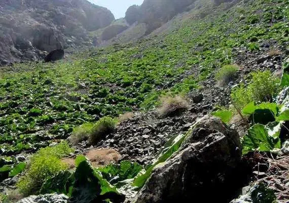 آبشار های بفره