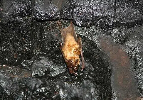 غار پبده (محل زندگی انسان های اولیه)