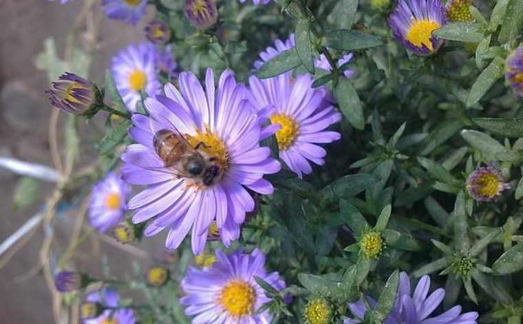 روستای رشوانلو