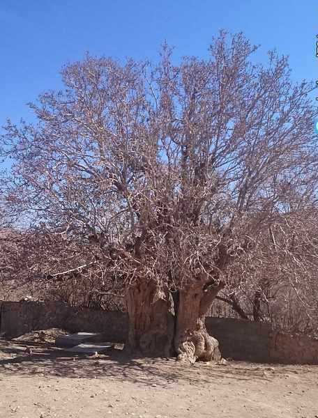 درخت کهنسال پسته رفسنجان