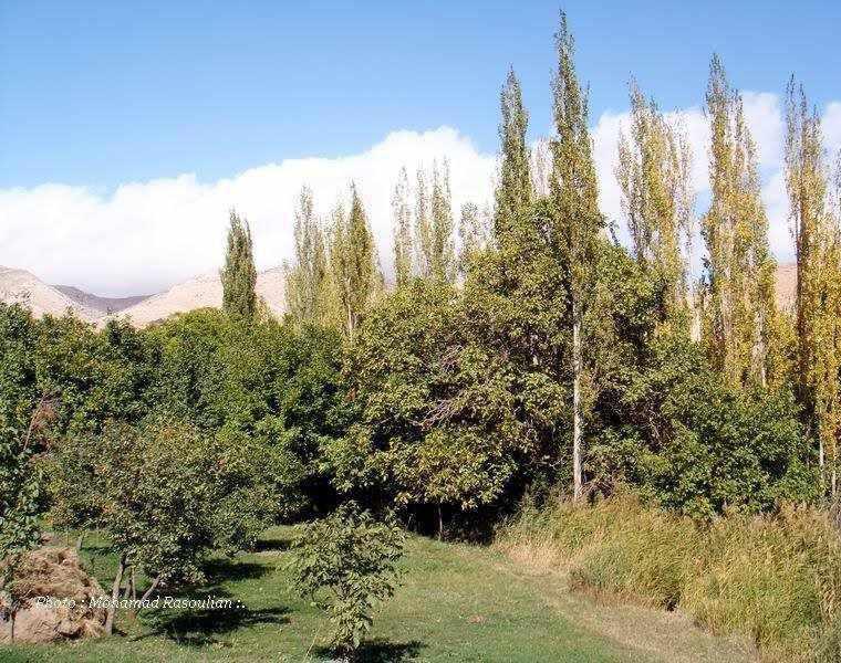 منطقه انگورستانی