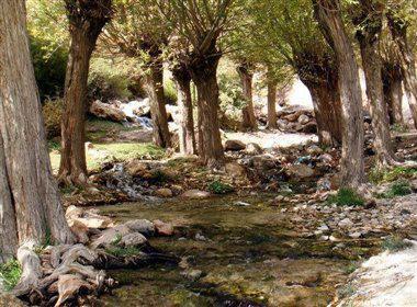 منطقه انگورستانی