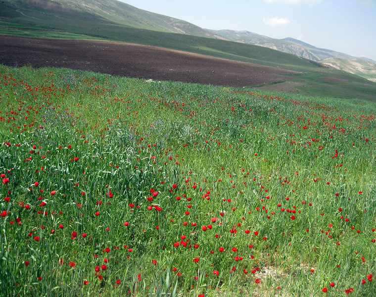 روستای در صوفیان