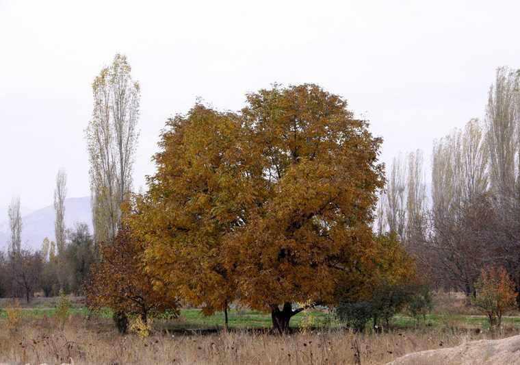 روستای فیروزه بجنورد کجاست