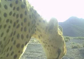 منطقه گزوئیه