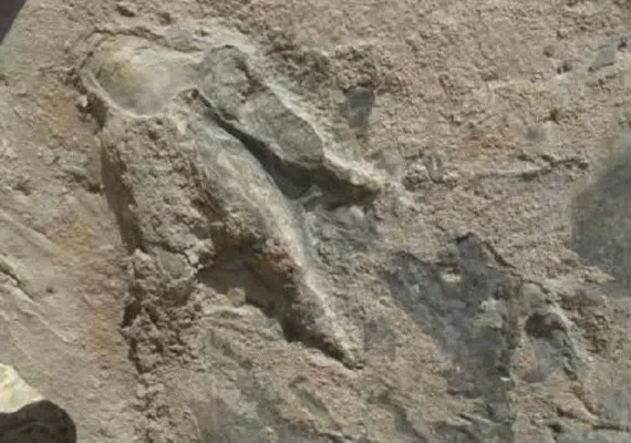 رد پای دایناسورها