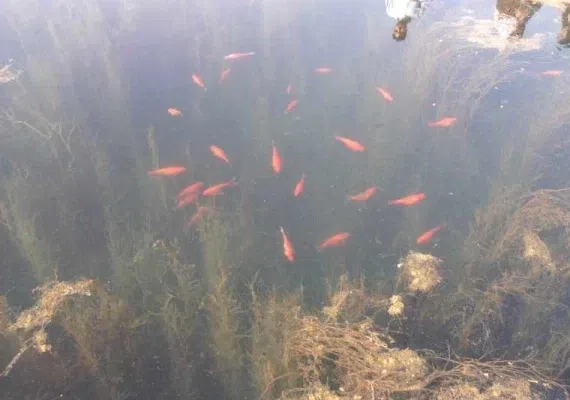 آکواریوم طبیعی درگزک