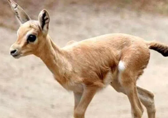 منطقه حفاظت شده بیدوییه