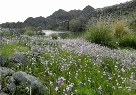 مجموعه سدهای گشکندر شهرستان کهنوج