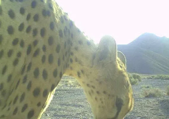 منطقه گزوئیه