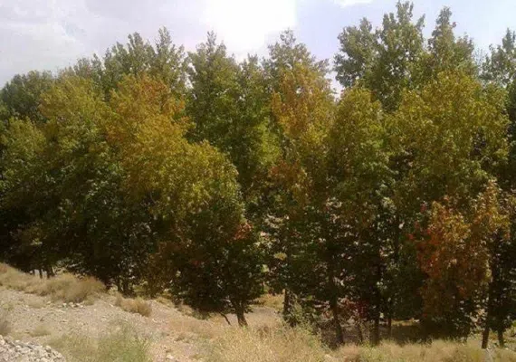 روستای سرتخت