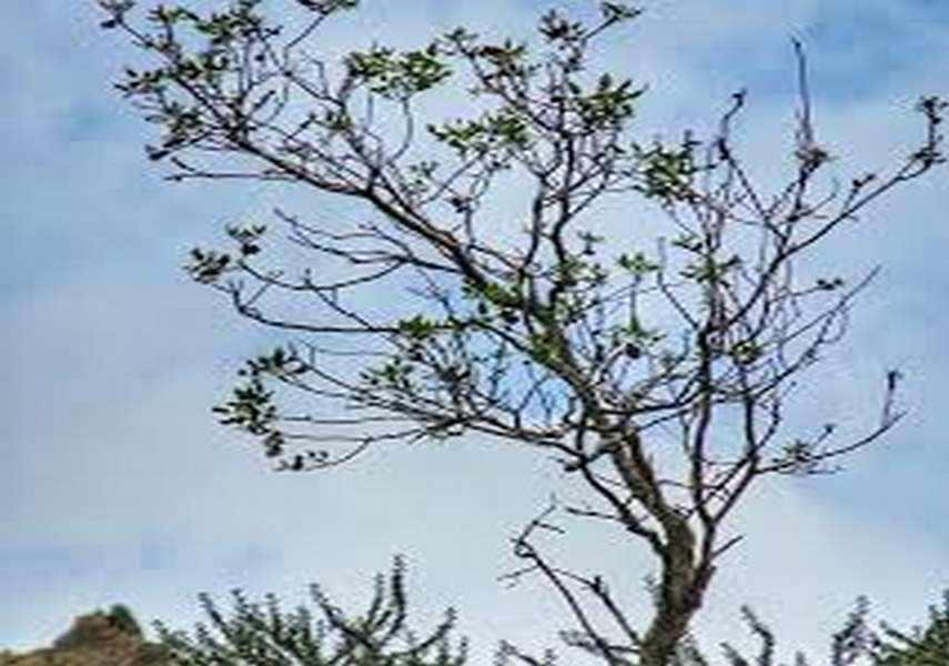 دره لمبورو کهنوج