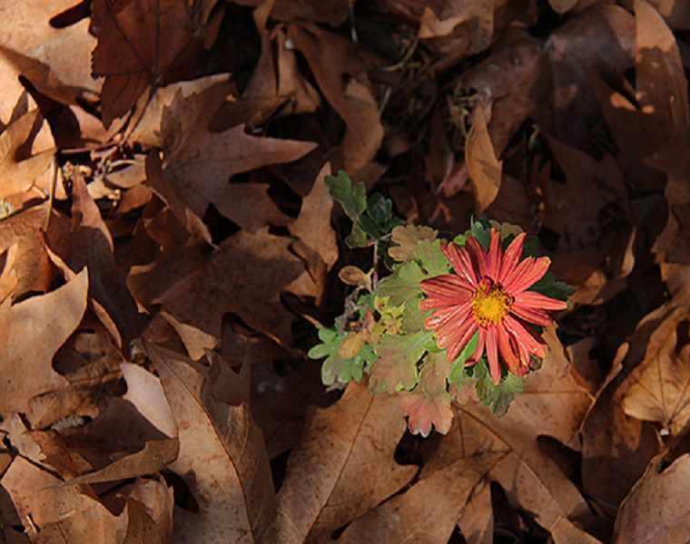 باغ شازده زرند