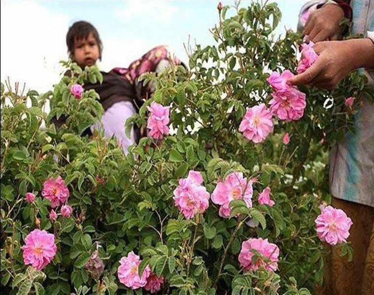 لاله زار کرمان کجاست