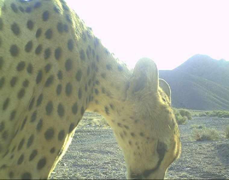 منطقه گزوئیه
