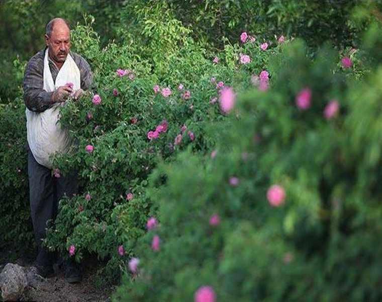 لاله زار کرمان کجاست