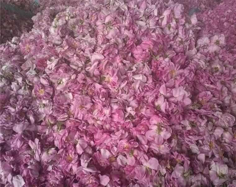 لاله زار کرمان کجاست