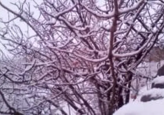 روستای گازار