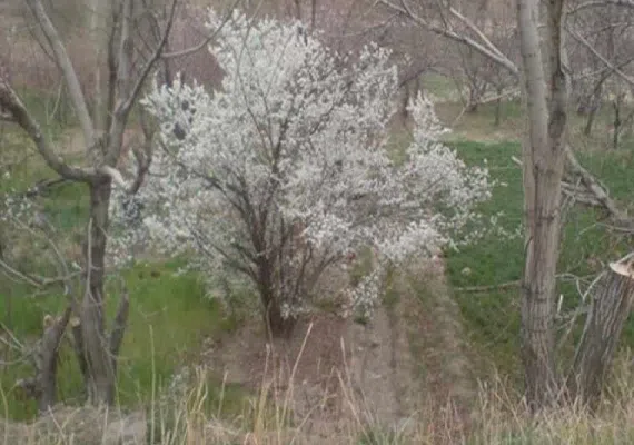 روستای خوشاب