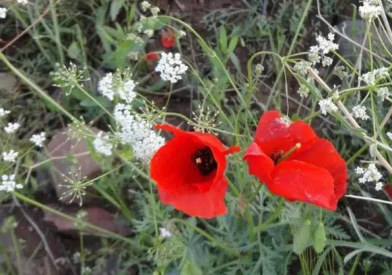 روستای زرقان (جغتای)