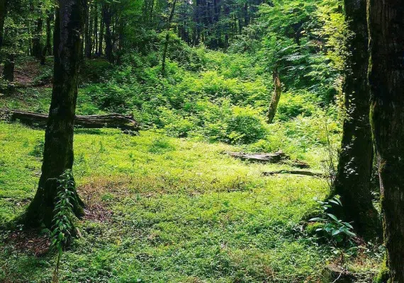 پارک جنگلی دلند