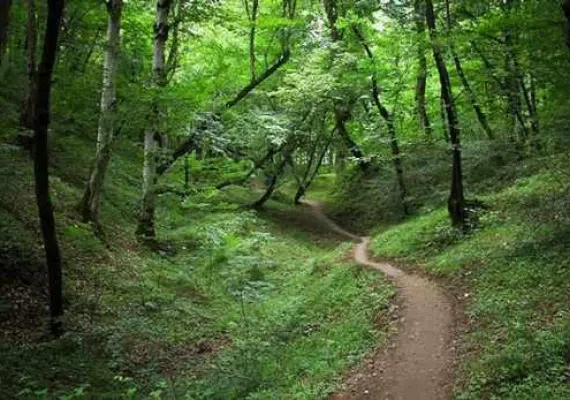پارک جنگلی بزچفت بابل کجاست