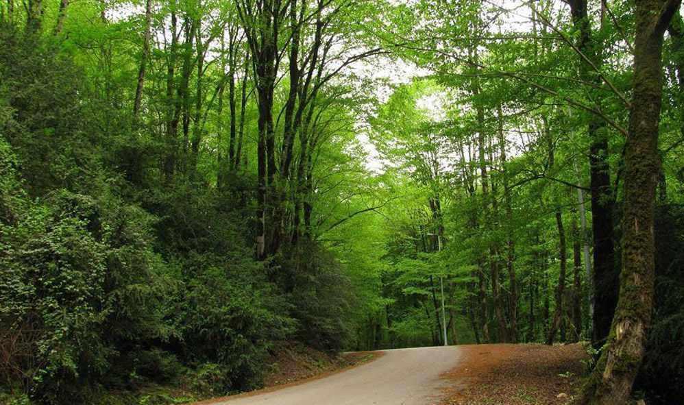 جنگل دیدنی دهستان لفور (لپور)