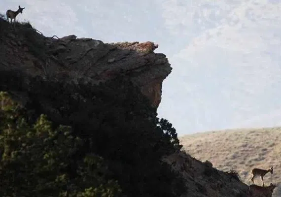 پارک ملی گلستان، بزرگترین پارک ایران، زیستگاه آهو، یوزپلنگ و خرس