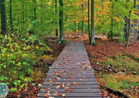 پارک جنگلی گیسوم