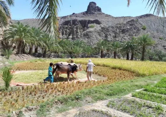 روستای تخت ملک نیک شهر