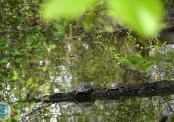 تالاب استیل