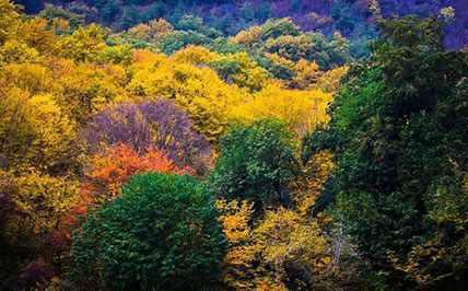 پارک جنگلی النگدره، جنگل چهار فصل گرگان