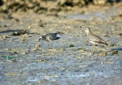 پارک ملی دریایی دیر-نخیلو، بهشت پرندگان و زیباترین پارک پرندگان در خاورمیانه