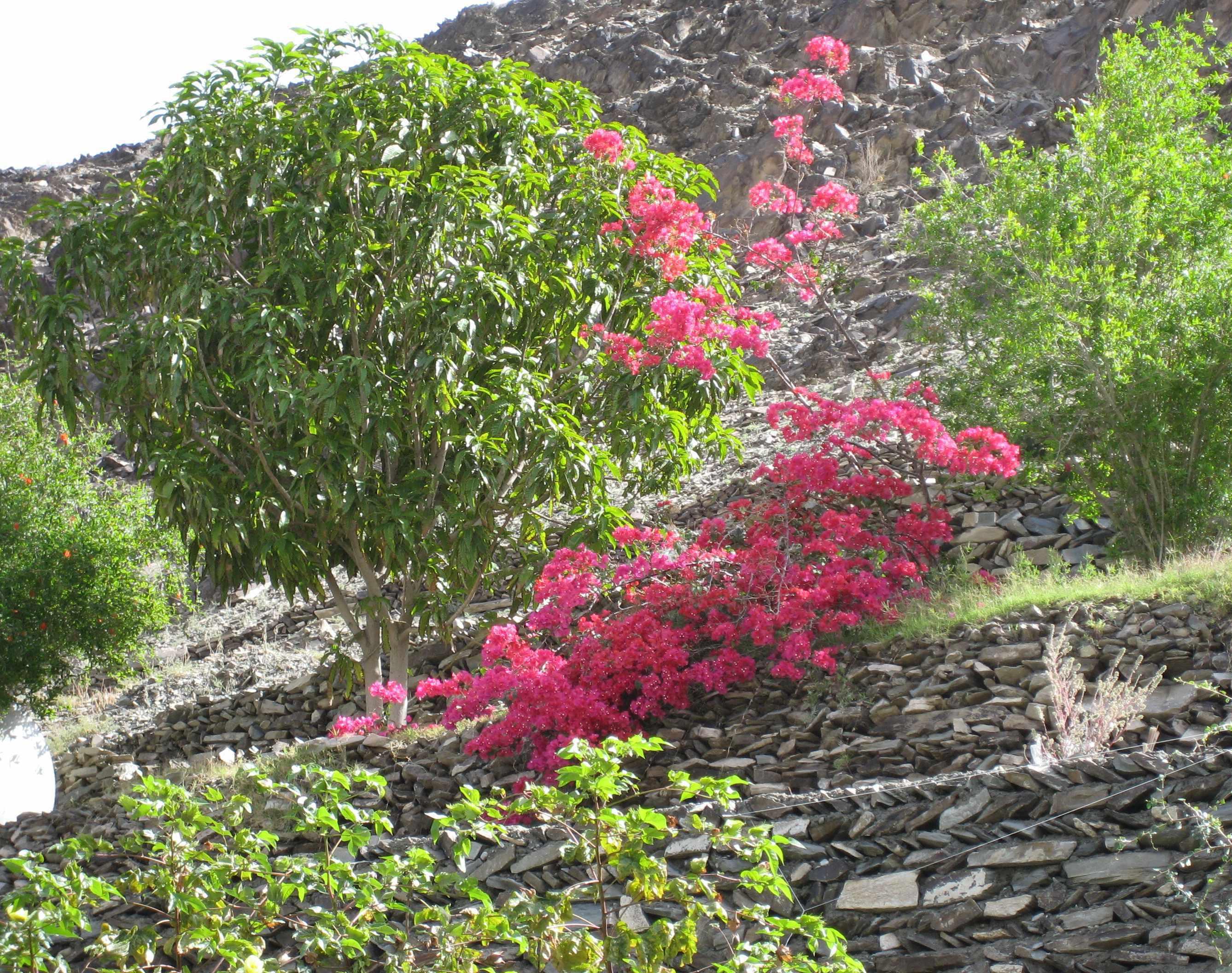 کوه بلند قامت خضر