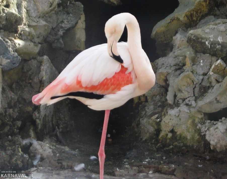 پارک جنگلی ناژوان اصفهان