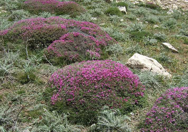 کوه بلند قامت خضر