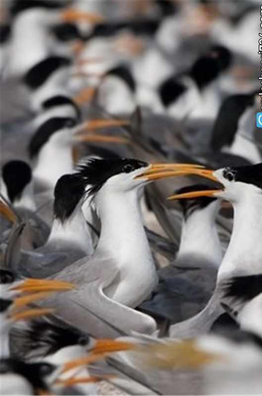 پارک ملی دریایی دیر-نخیلو، بهشت پرندگان و زیباترین پارک پرندگان در خاورمیانه