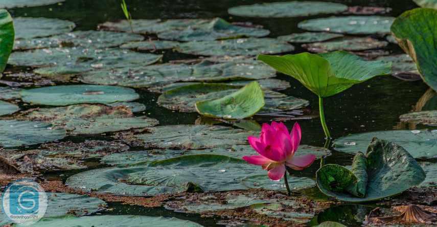 تالاب سوستان لاهیجان